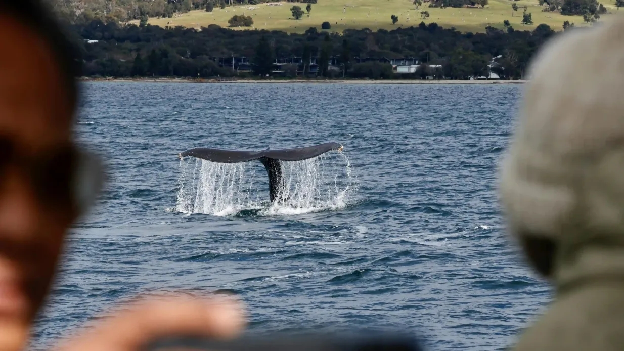Dunsborough: Whale Watching Tour Provided by Naturaliste Charters Whale Watching
