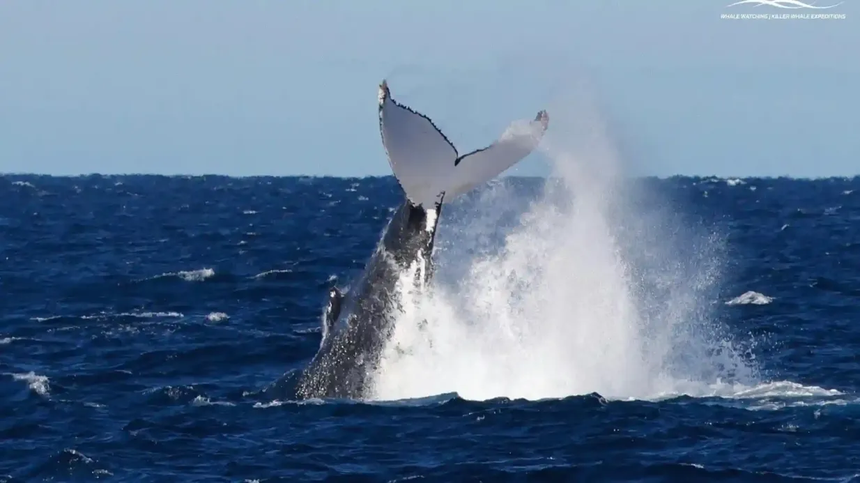 Augusta : Observation des baleines Fournie par Naturaliste Charters Whale Watching