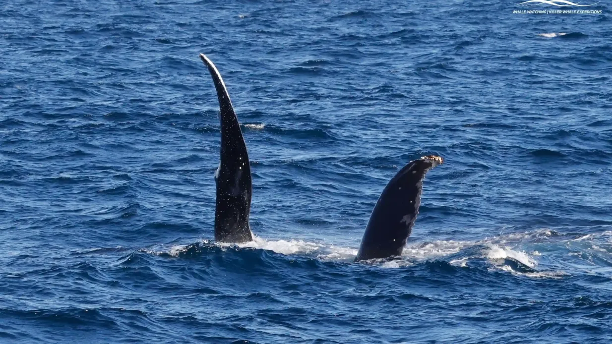 Augusta: Passeio de observação de baleias Organizado por Naturaliste Charters Whale Watching