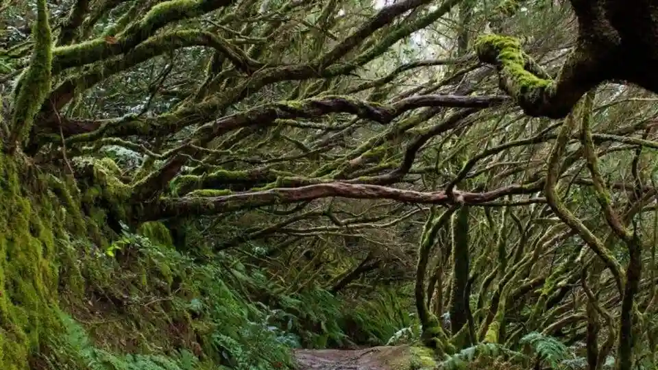 Parque Rural de Anaga: Geführte Wald Tour mit Wellness Aktivitäten