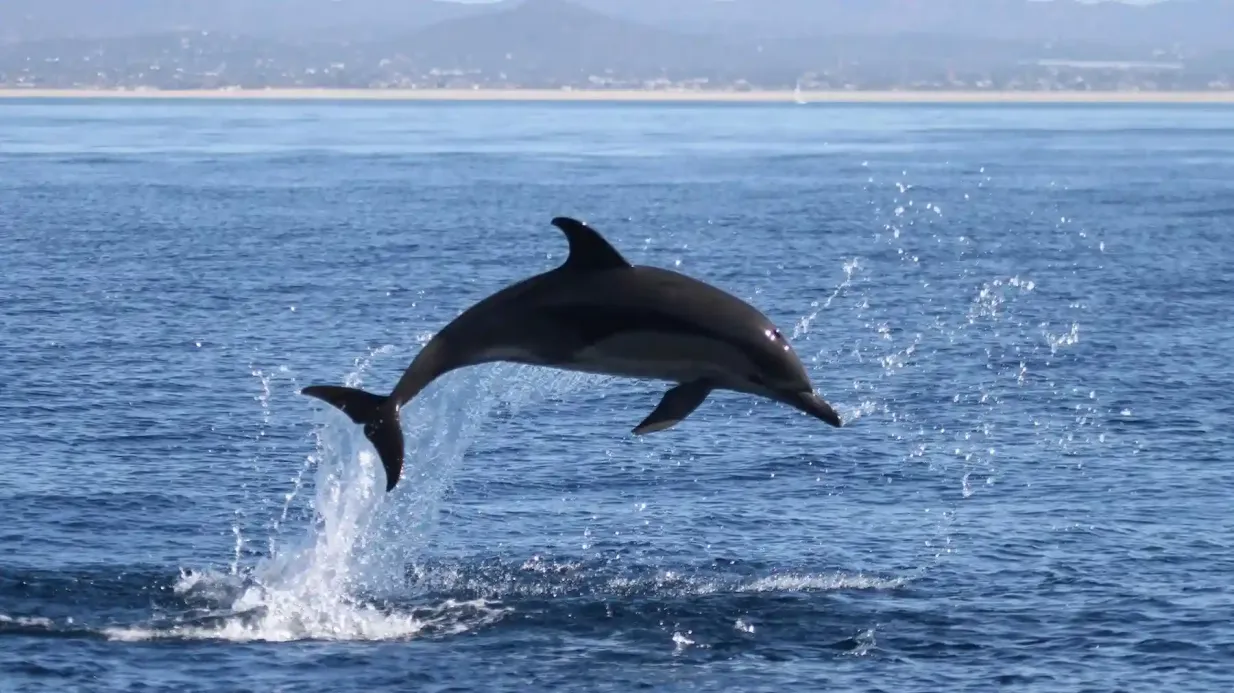 Faro: Excursión en barco para observar la vida marina y los delfines Operado por Formosamar Lda