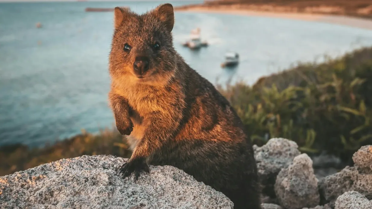 Île Rottnest : Transfert aller-retour en ferry depuis Hillarys Boat Harbor Fournie par Australian Pinnacle Tours