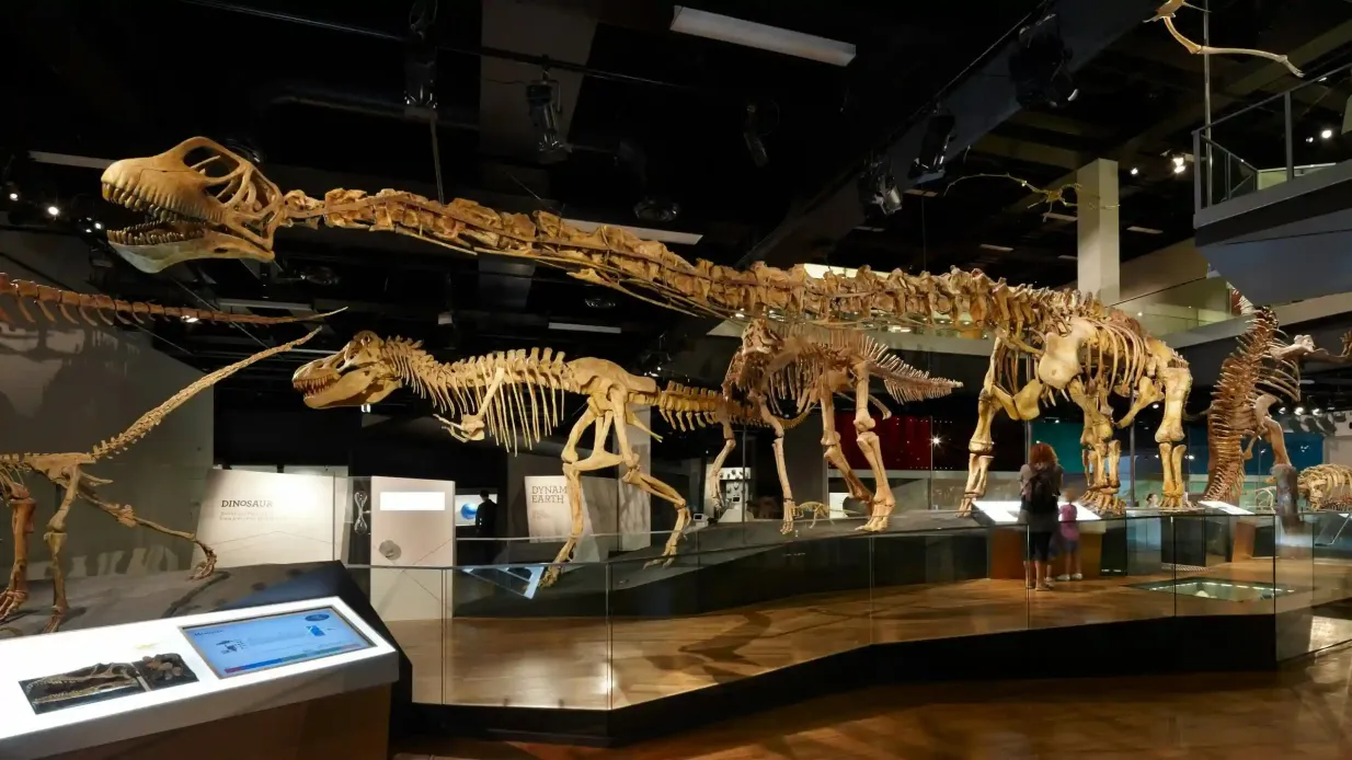 Museo de Melbourne: El hogar de los dinosaurios Visita guiada