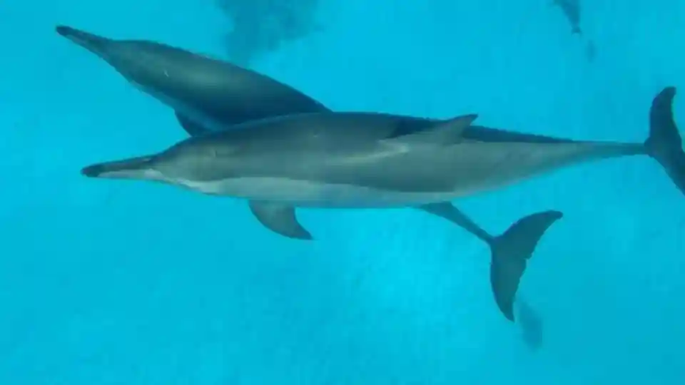 Marsa Alam: Alojamiento en la Casa de los Delfines Sataya + Snorkel Operado por marsa waves