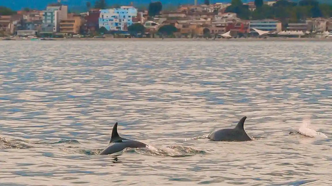 Taormina: Sunset Dolphin Tour + Aperitif