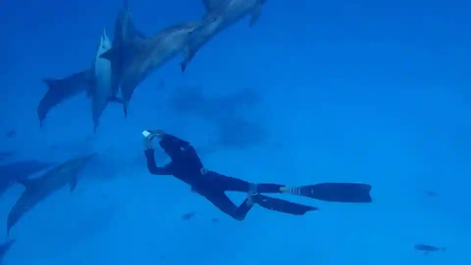 Snorkel en el delfinario Sha'ab Samadi con almuerzo Operado por marsa waves