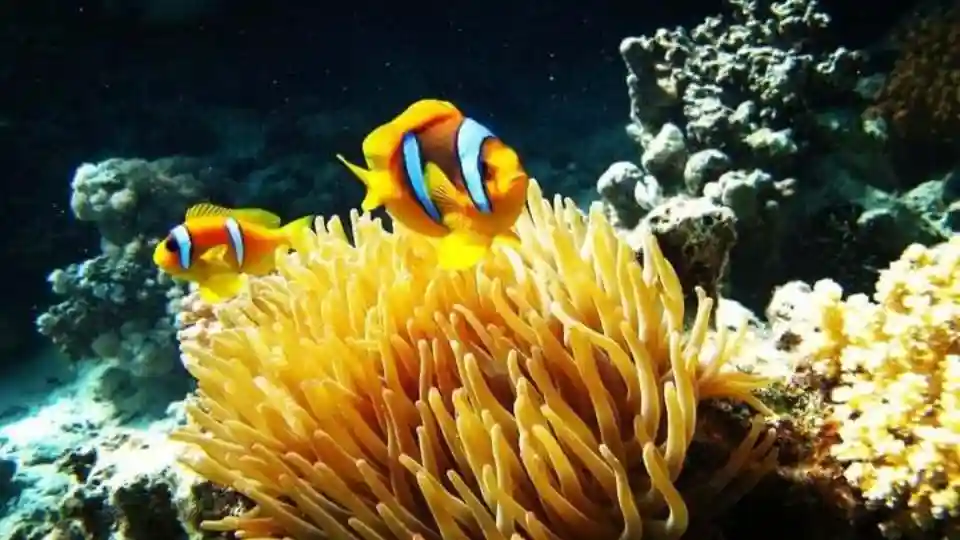 Il "Campo Zaina" sulla spiaggia di Sharm El-Lole Fornito da marsa waves