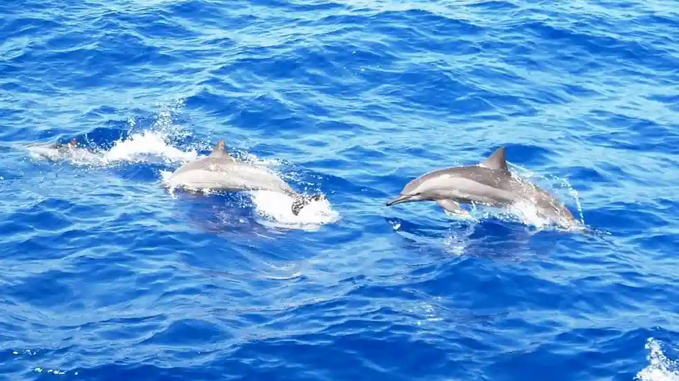 Marsa Alam: Excursión de snorkel a la Casa de los Delfines de Sataya + Almuerzo Operado por marsa waves
