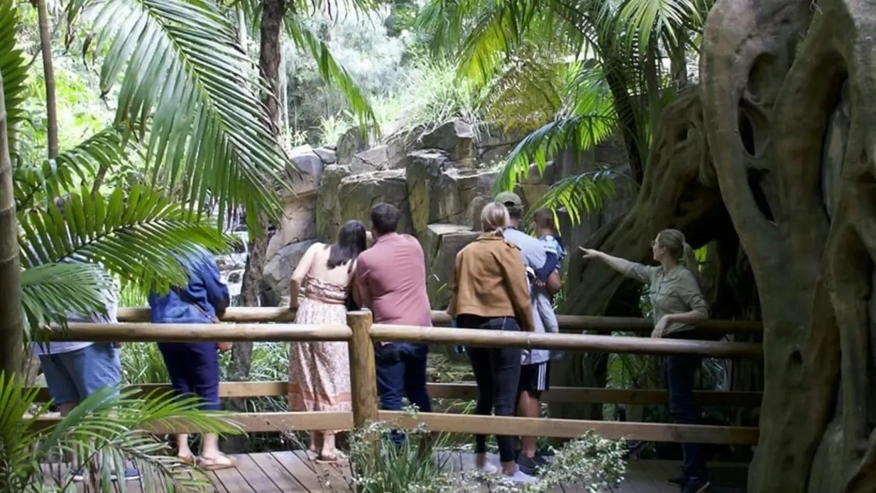 Tamborine Mountain : visite en bus Hop-on Hop-off + grottes de vers luisants Fournie par Pineapple Tours Pty Ltd