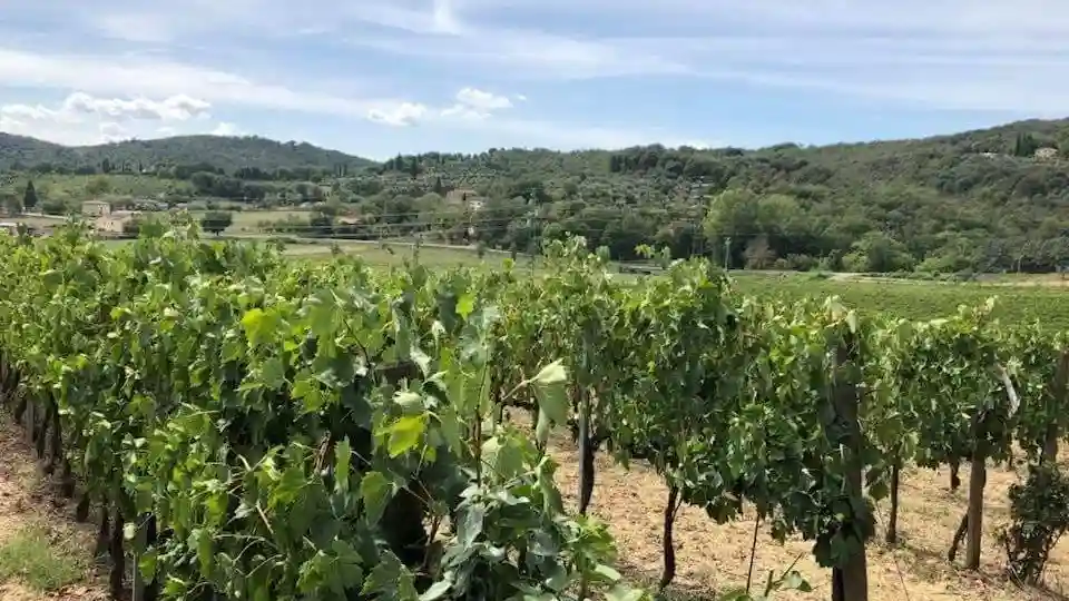 Arezzo: degustazione di vini in Val di Chiana Fornito da IHE TOUR OPERATOR S.R.L.