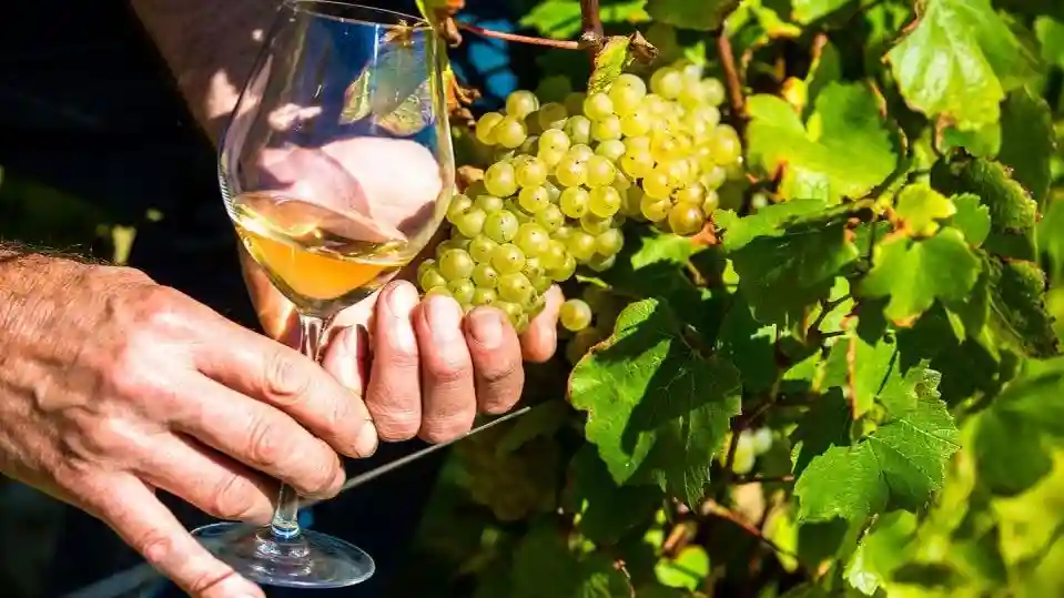 Französische Riviera: Nizza, Gorges du Loup Wasserfall + Wein und Verkostung Tagestour Bereitgestellt von French Riviera Sightseeing