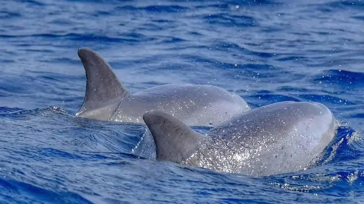 Morro Jable: Delfin- und Walbeobachtungstour Bereitgestellt von Fuerteventura Full Experience