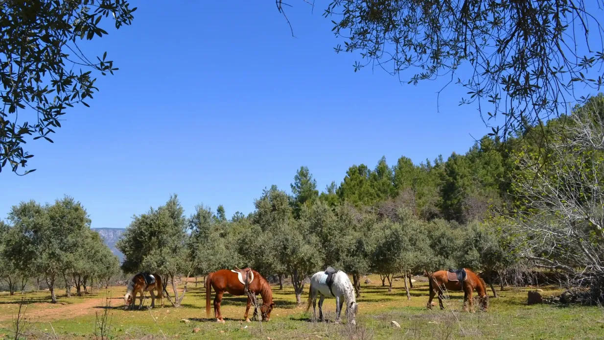 Alanya: Paseos a Caballo Guiados