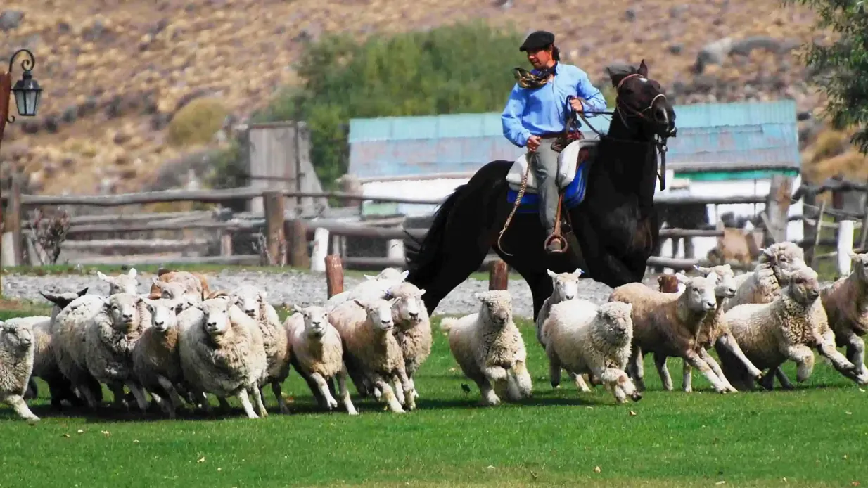 Estancia 25 de Mayo: Guided Tour + Dinner + Roundtrip Transfer from El Calafate Provided by Patagonia Dreams
