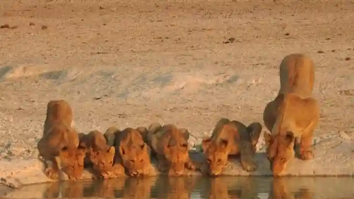 Kruger National Park: Entry + Guided Tour + Transport Provided by Steinbock African Safari