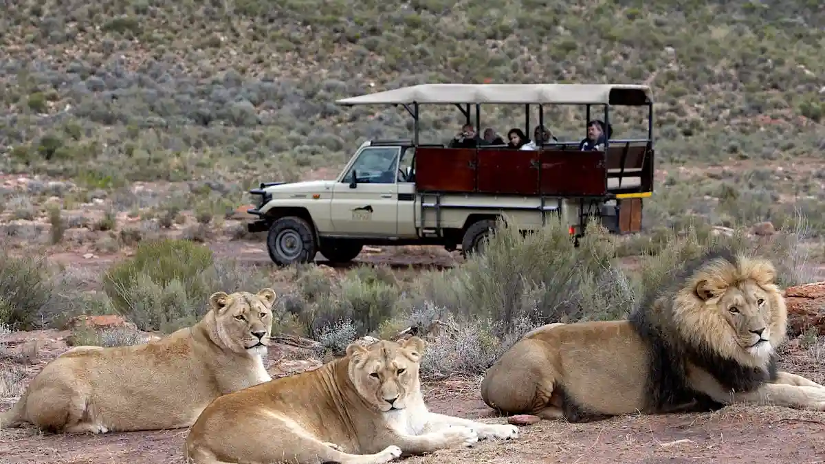 Aquila Private Game Reserve: Small-Group Safari Tour + Lunch + Transport Provided by Simba Beyond Africa Safaris (Pty)Ltd