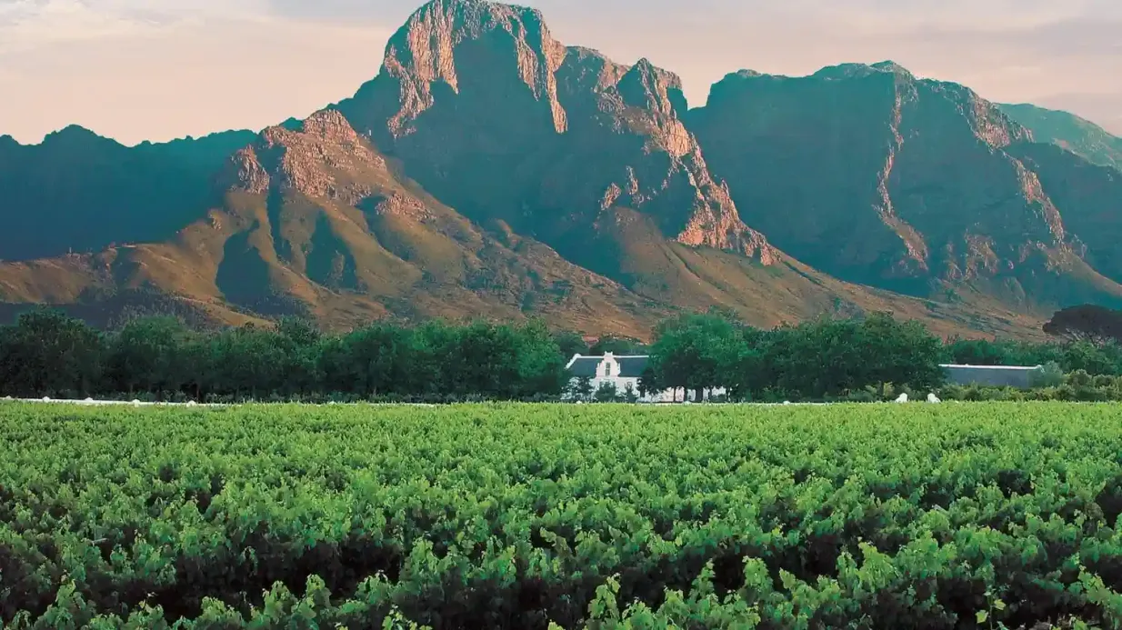 Winelands et Stellenbosch-Franschhoek : Visite privée de dégustation de vins Fournie par Giraffe Horizons Tours