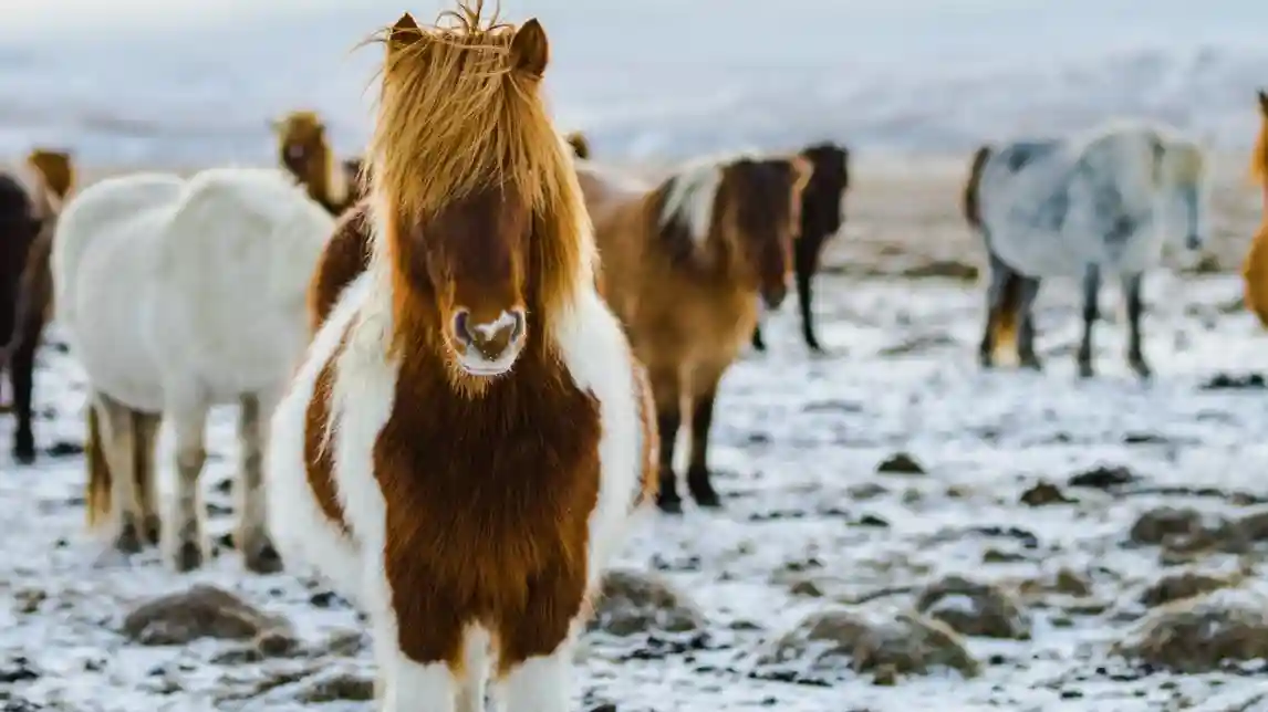 Iceland: Horseback Riding - Heritage Tour Provided by Eldhestar ehf