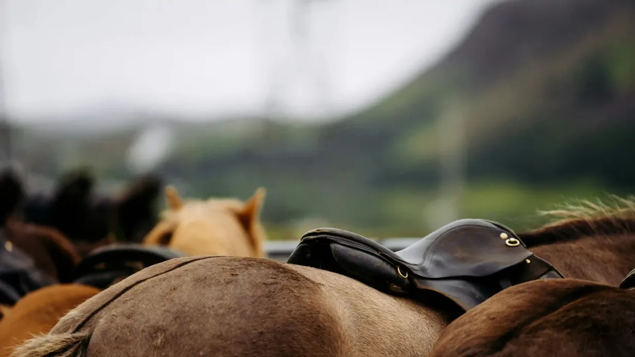 Islandia: Montar a caballo - Excursión por el campo