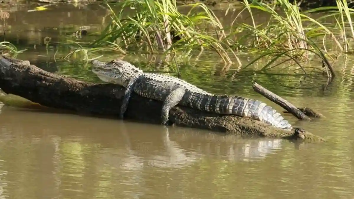 Miami: Visita guiada al Parque Nacional de los Everglades + Paseo en hidrodeslizador desde South Beach Operado por Attractions4Us LLC