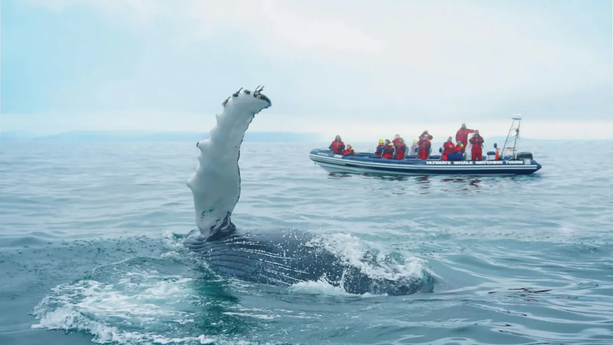 Whale Watching: Tour with Puffins Watching from Reykjavik Provided by Sea Safari ehf.