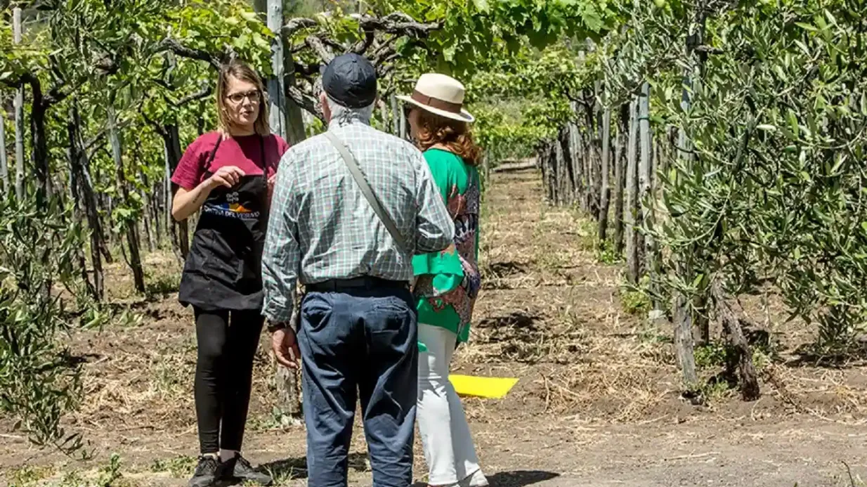 Vesúvio: Degustação de vinhos em um vinhedo de Nápoles