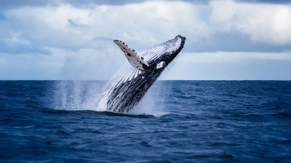 Akureyri: Whale Watching Cruise with Heated Indoor Seating Provided by Special Tours