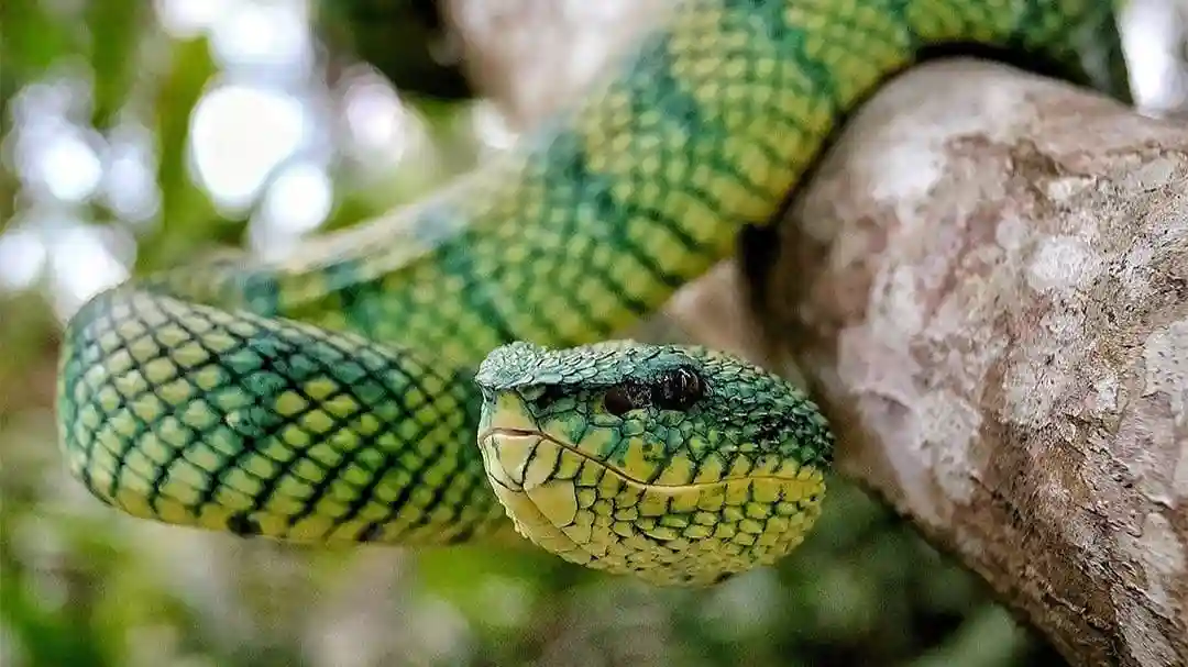 Parque de Reptiles de Bali: Entrada Operado por Tiqets International B.V.