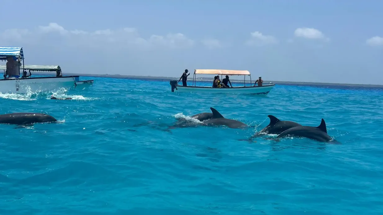 Zanzíbar: Excursión de un día nadando con delfines Operado por Zanzibar: Swimming with Dolphins Day Trip