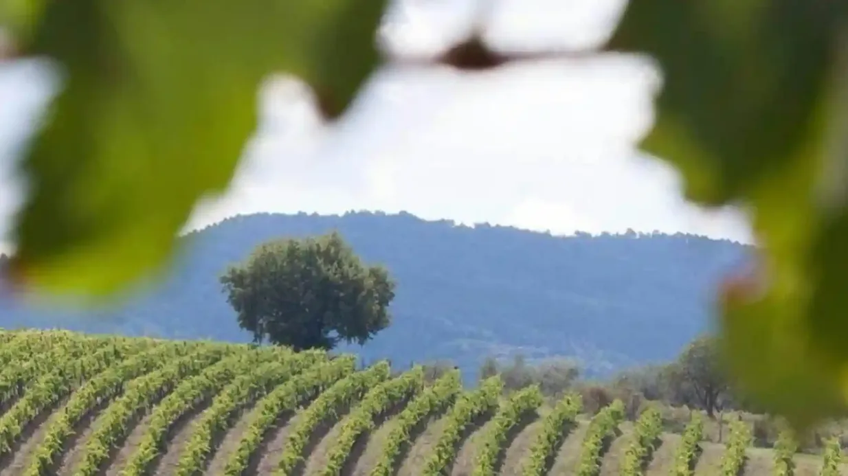Chianti e castelos: Viagem de um dia saindo de San Gimignano + degustação de vinhos