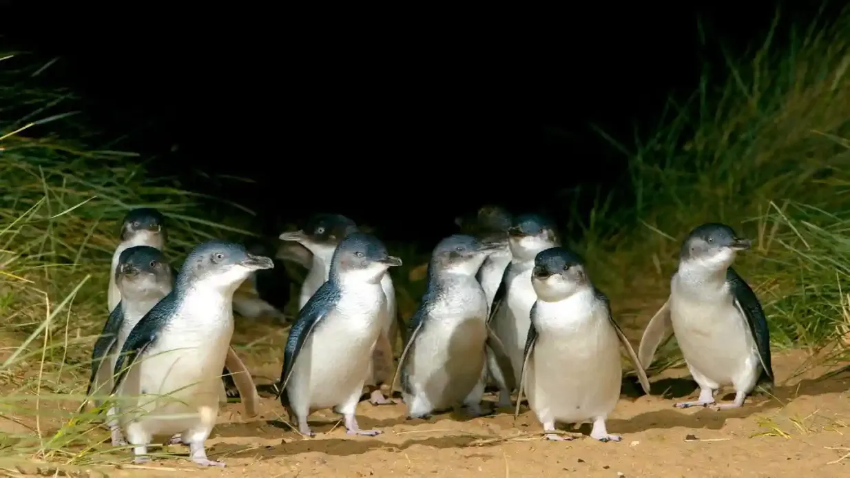 Parade des pingouins + parc animalier Moonlit Sanctuary : Excursion d'une journée depuis Melbourne Fournie par Explore Australia Pty Ltd