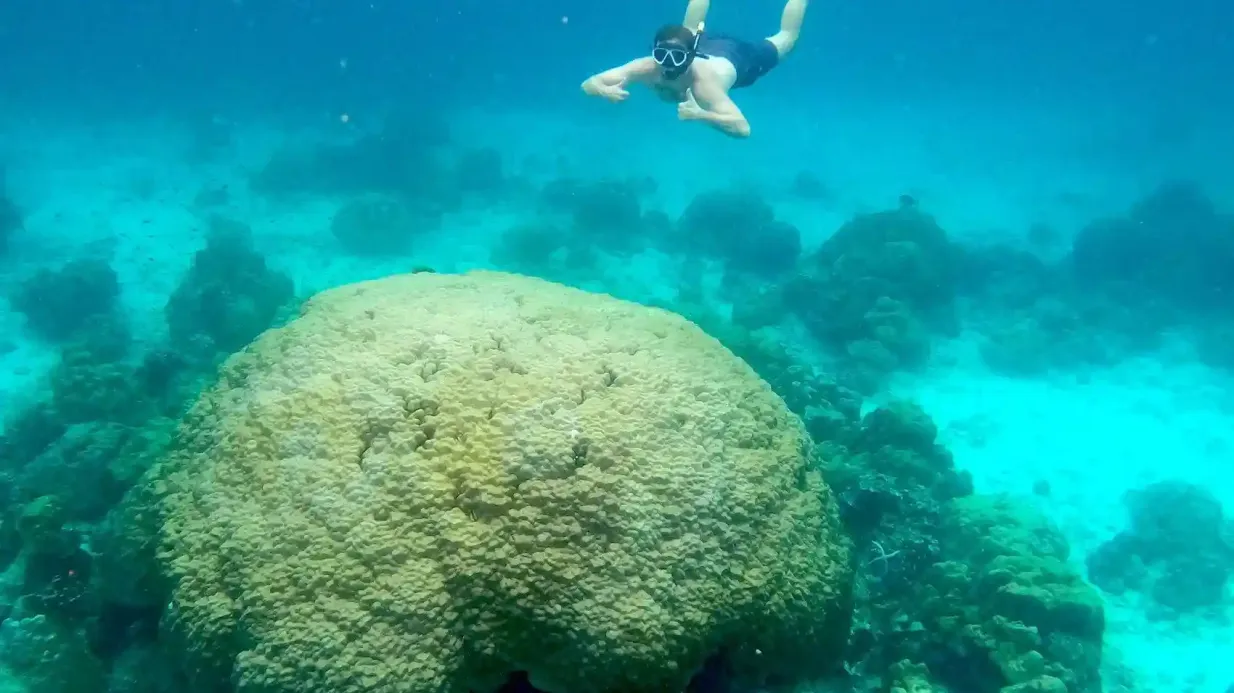 Phi Phi Islands & Maya Bay: Sunset Speedboat Tour + Plankton Snorkel Provided by C N DO CO., LTD.
