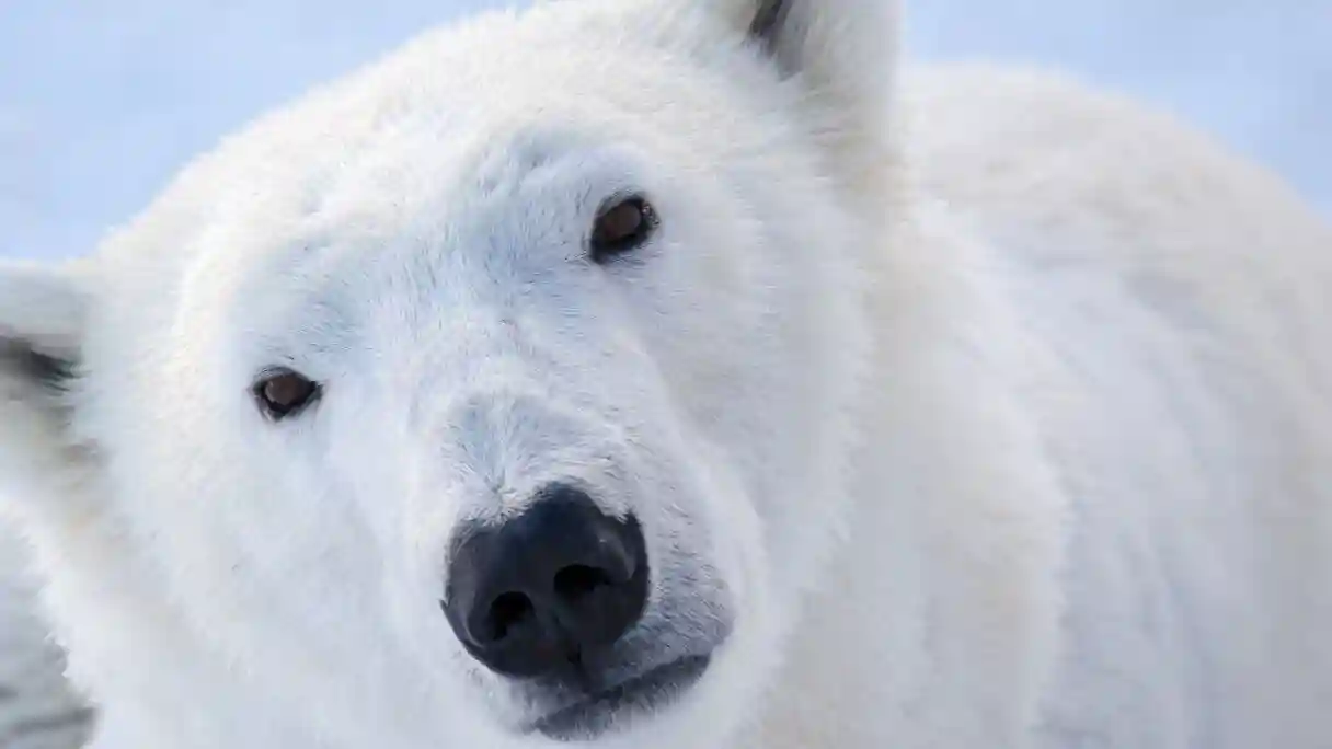 Ranua Wildlife Park: Geführte Tour + Hoteltransfer Bereitgestellt von Wonderlapland