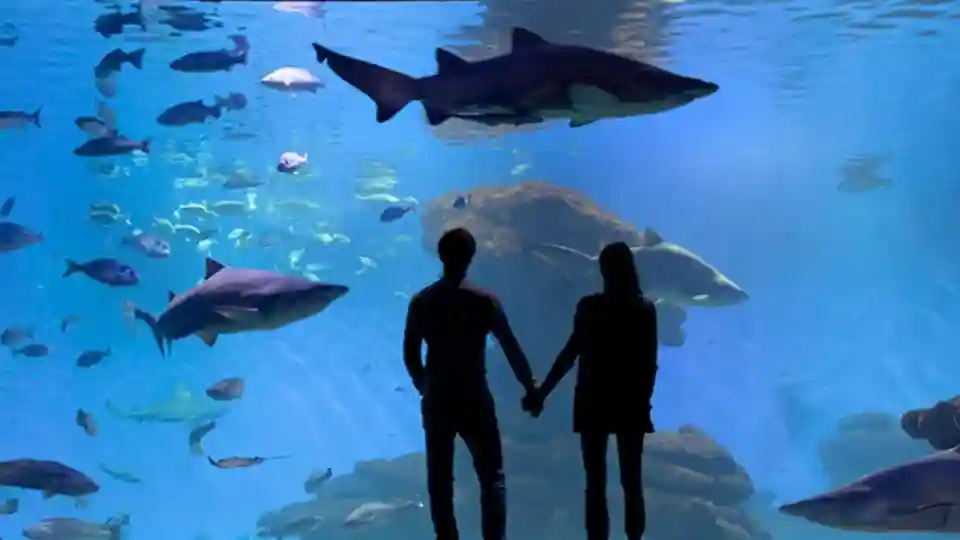 Acquario di Palma: Biglietto d'ingresso + trasferimento dall'area di Cala Ratjada