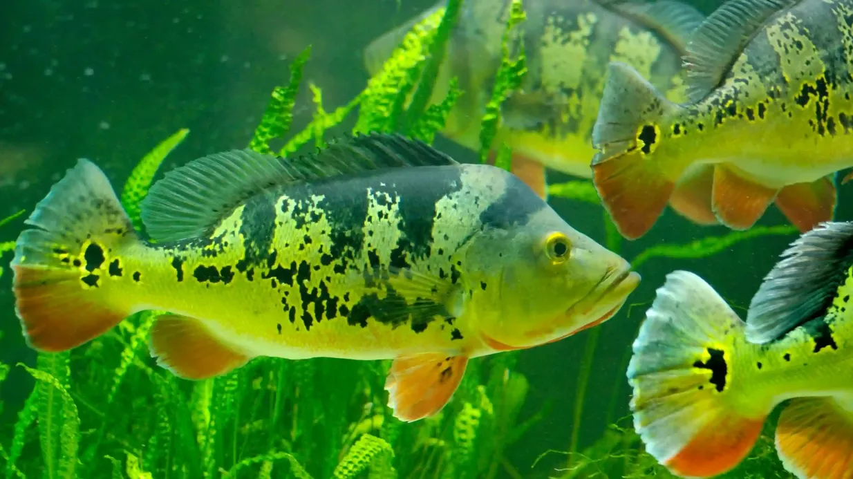 Warsaw Zoo Park with Private Transport