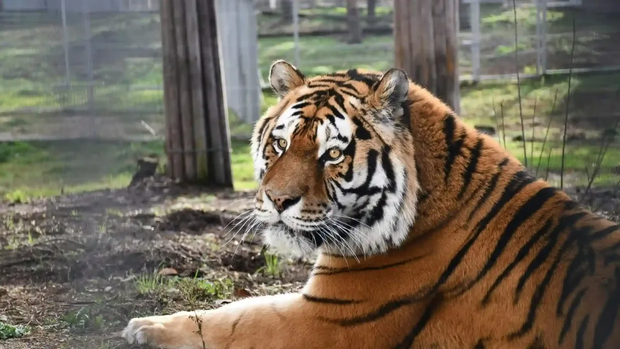 From Krakow: Zoo Trip with Transfer Provided by Damian Fort CTC