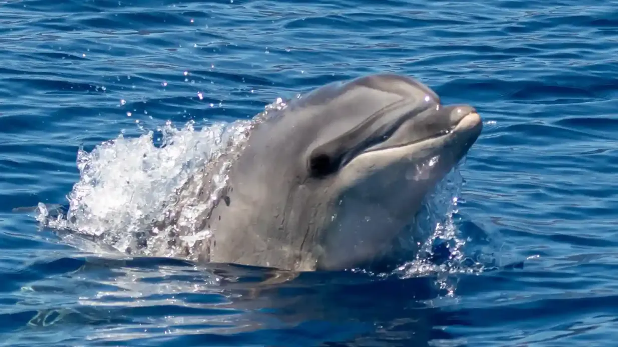 Tenerife: Tour in barca a vela di 3 ore a Los Gigantes con snorkeling, bevande e tapas Fornito da Blue Dream Sailing SLU