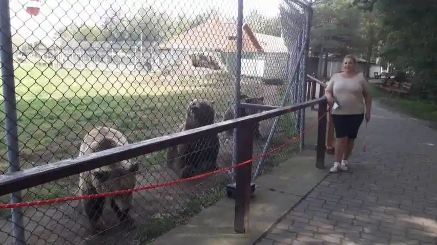 Budapest al Santuario de Osos y Lobos de Veresegyház: Visita guiada en directo