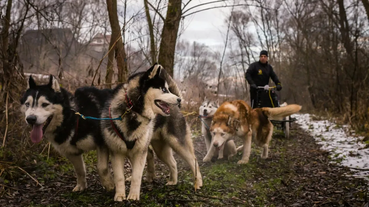 Zakopane: Passeio de trenó puxado por cães na montanha Tatra saindo de Cracóvia