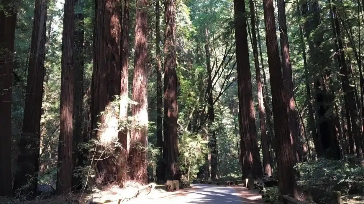San Francisco City Tour + Muir Woods Provided by Big Bus Tower Tours