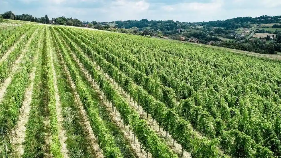 Wieliczka : Visite d'un vignoble et dégustation de vin depuis Cracovie