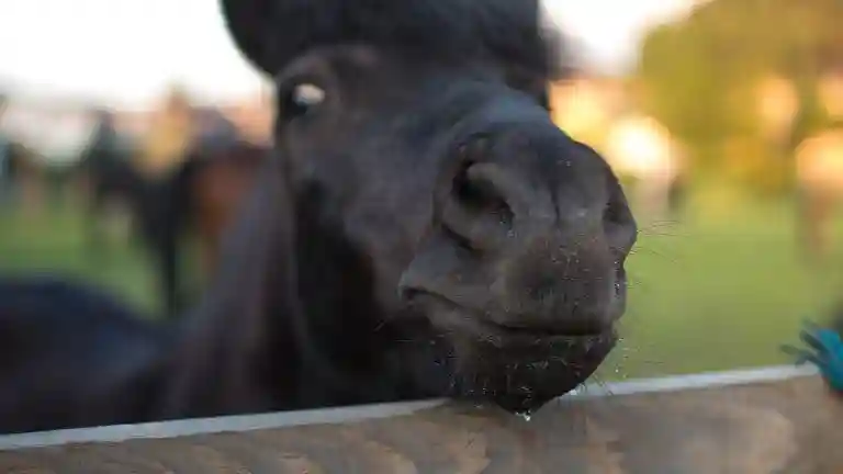 Desde Cracovia: Medio día de paseo a caballo por el lago
