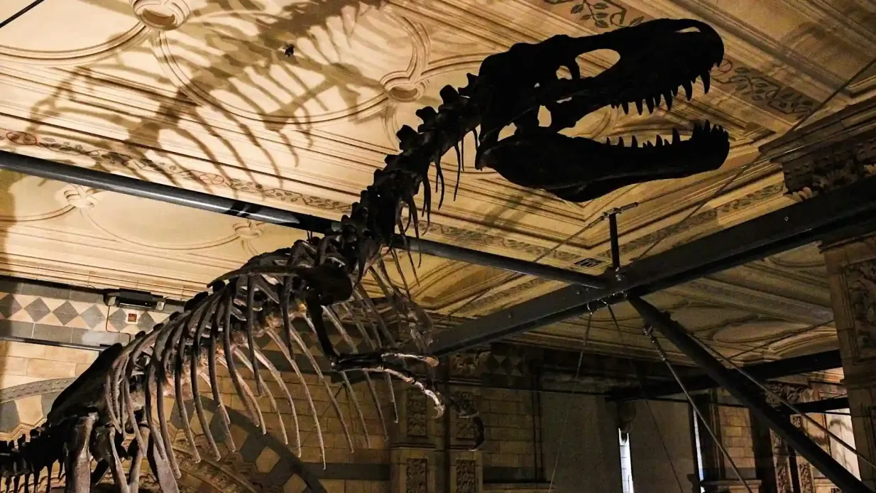Museo di Storia Naturale: Tour guidato semiprivato Fornito da Babylon Tours
