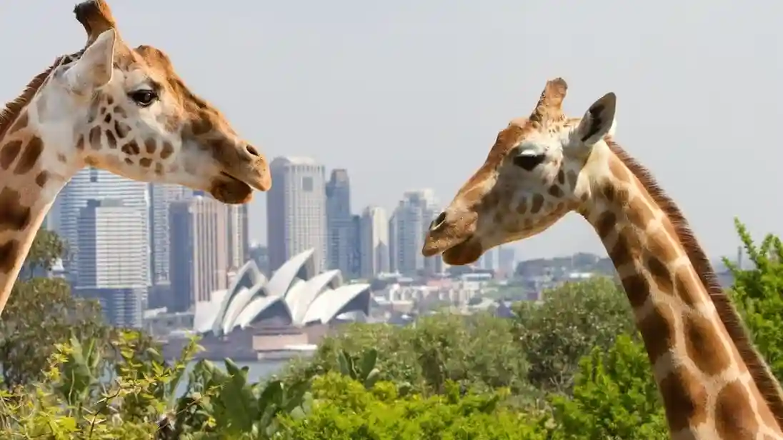 Zoo de Taronga à Sydney : Billet d'entrée + Ferry aller-retour et croisière touristique