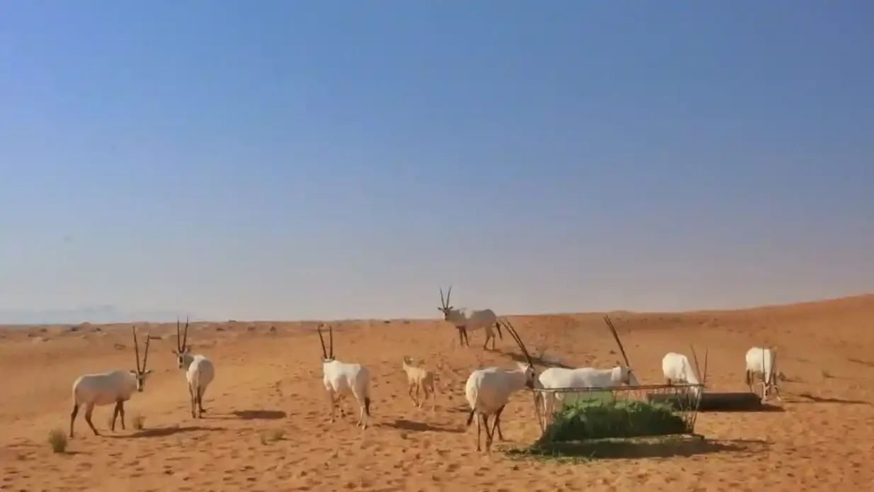 Safari dans le désert au lever du soleil : Promenade dans les dunes et lac Al Qudra avec petit déjeuner pique-nique