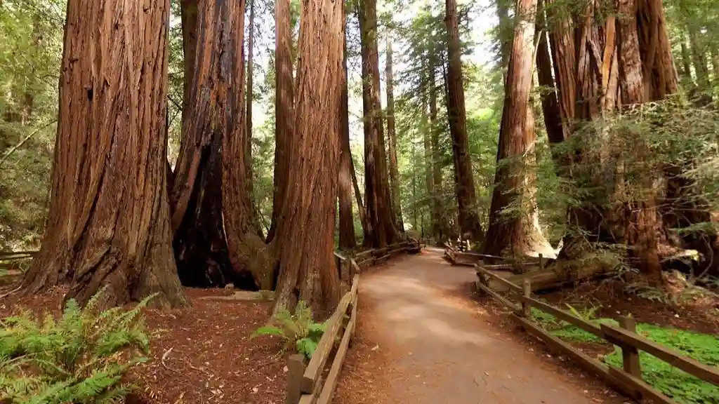 From San Francisco: Half-Day Muir Woods Tour Provided by Big Bus Tower Tours