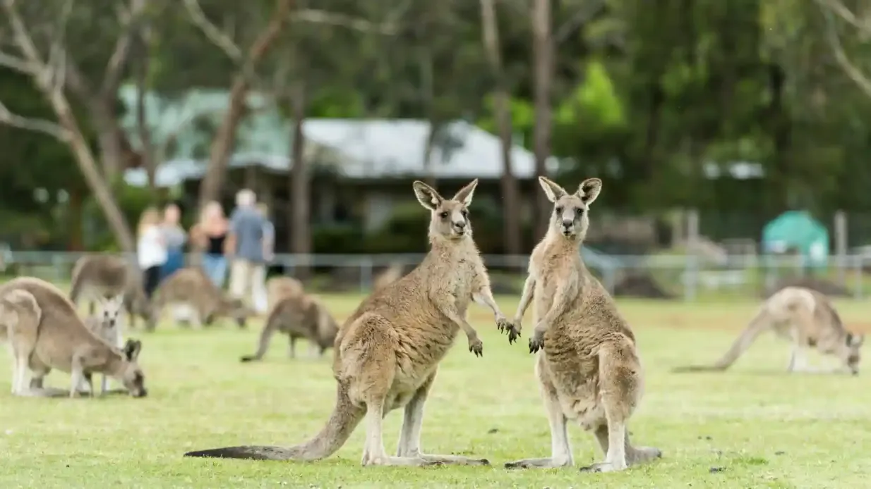 Grampians National Park: Day Trip with Transport from Melbourne Provided by Go West Tours