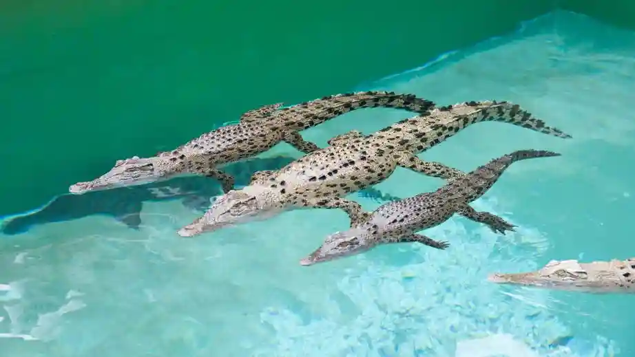 Cala del Crocosaurio: Encuentro con el Whipray Operado por Crocosaurus Cove