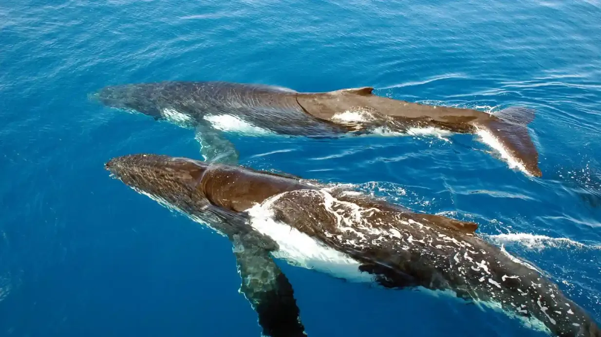 Sydney Harbour: Whale Watching Cruise + Breakfast/Lunch