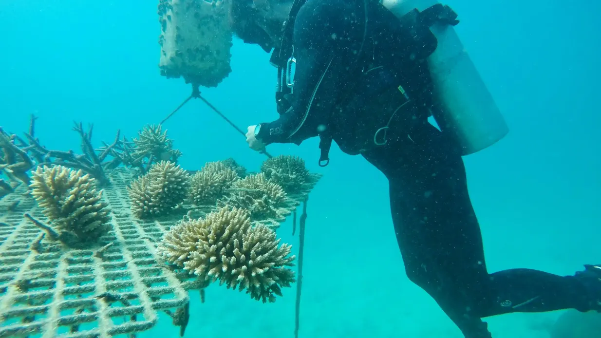 Grande Barriera Corallina: Tour guidato in barca da Cairns + Snorkeling + Pranzo Fornito da Cairns Premier Reef & Island Tours Pty Ltd